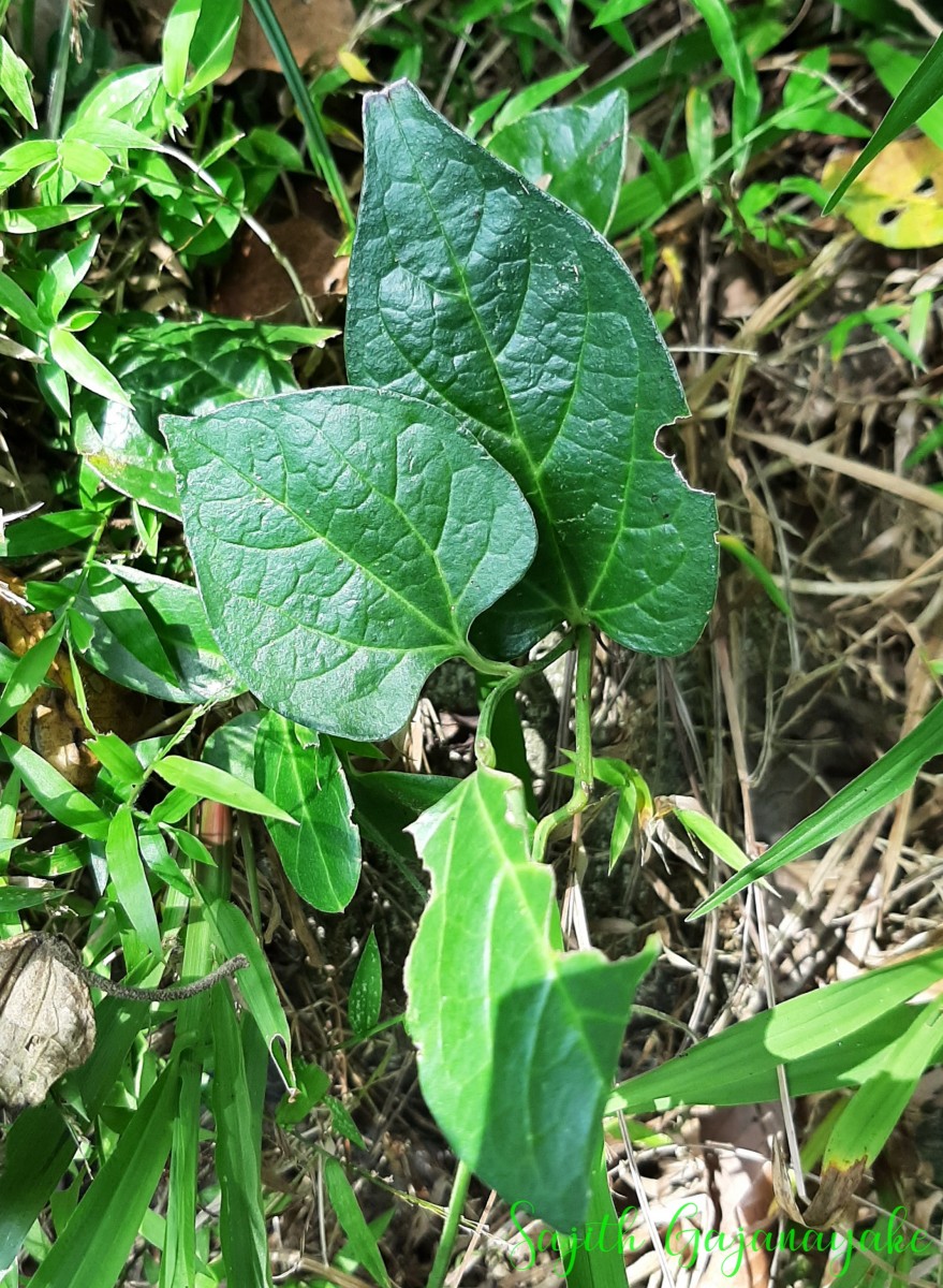 Aristolochia indica L.